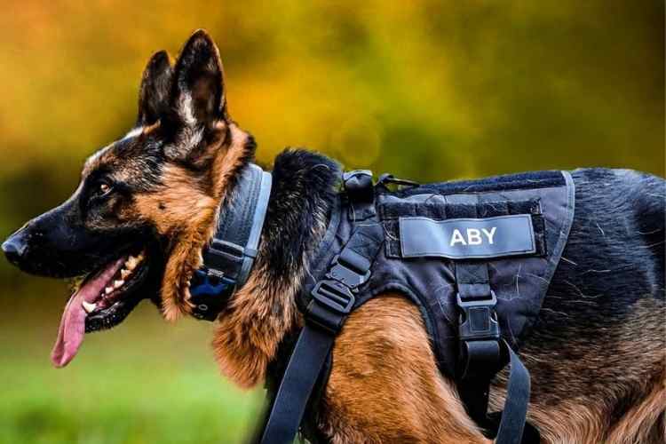 Dog Image 1