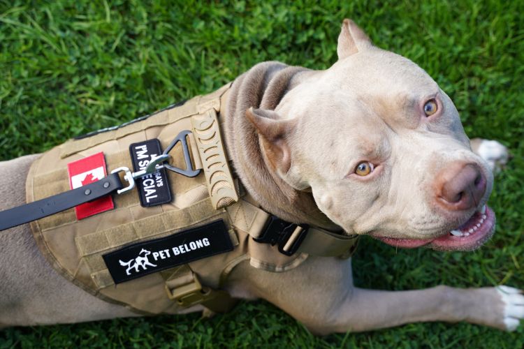 Dog Image 4