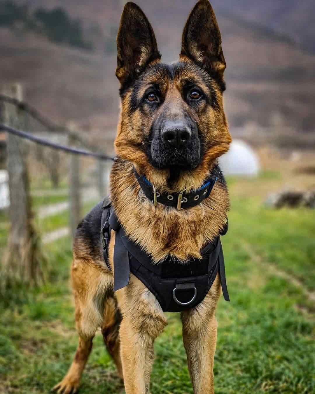 German Shepherd