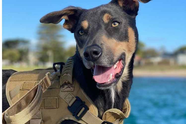 Dog Image 3
