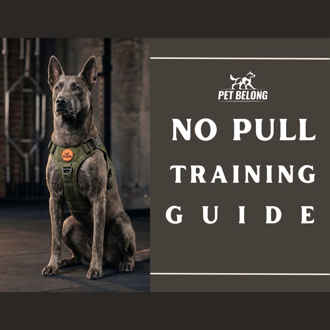 Petbelong No Pull Training Guide