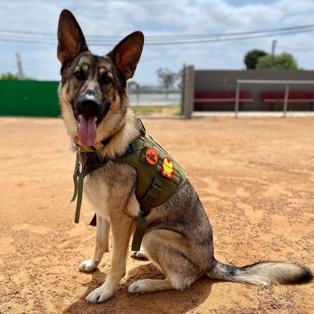 Pet Belong Best Tactical Gears For Dogs, Tactical Dog Harness/Vest