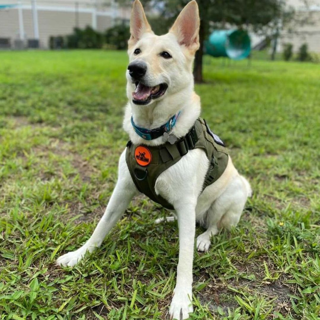 Pet Belong Best Tactical Gears For Dogs, Tactical Dog Harness/Vest