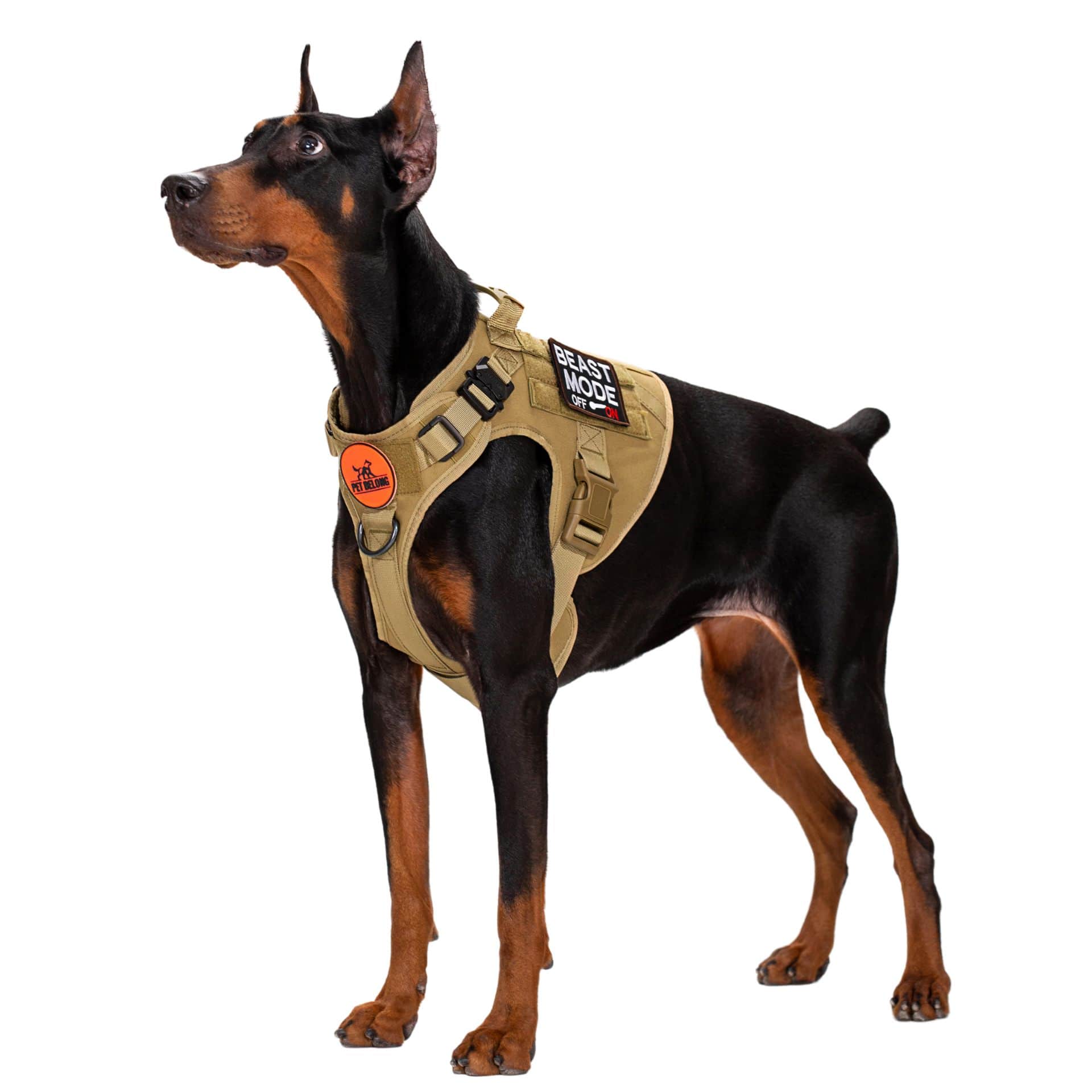 Dog_in_tactical_harness