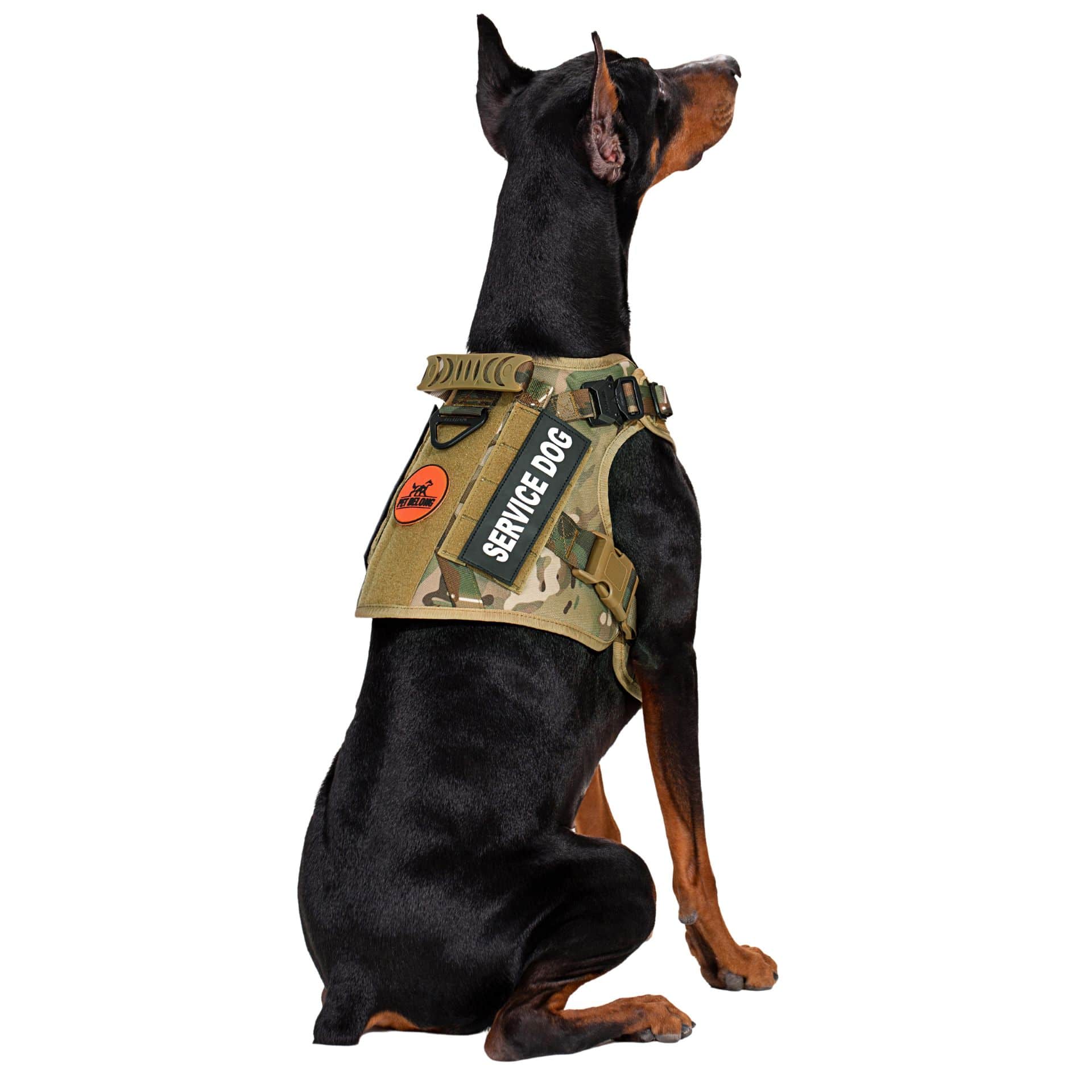 Dog_in_tactical_harness