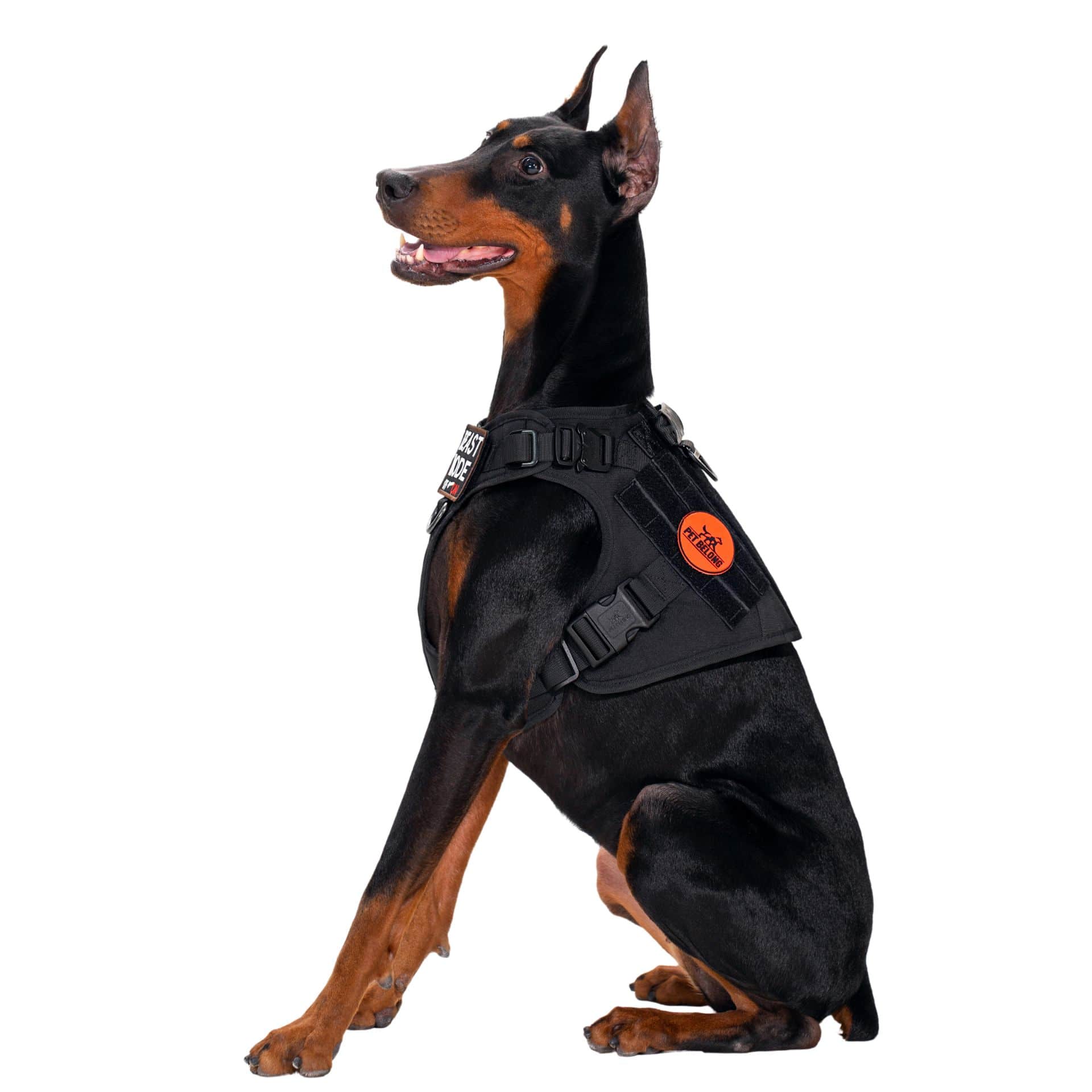 Dog_in_tactical_harness