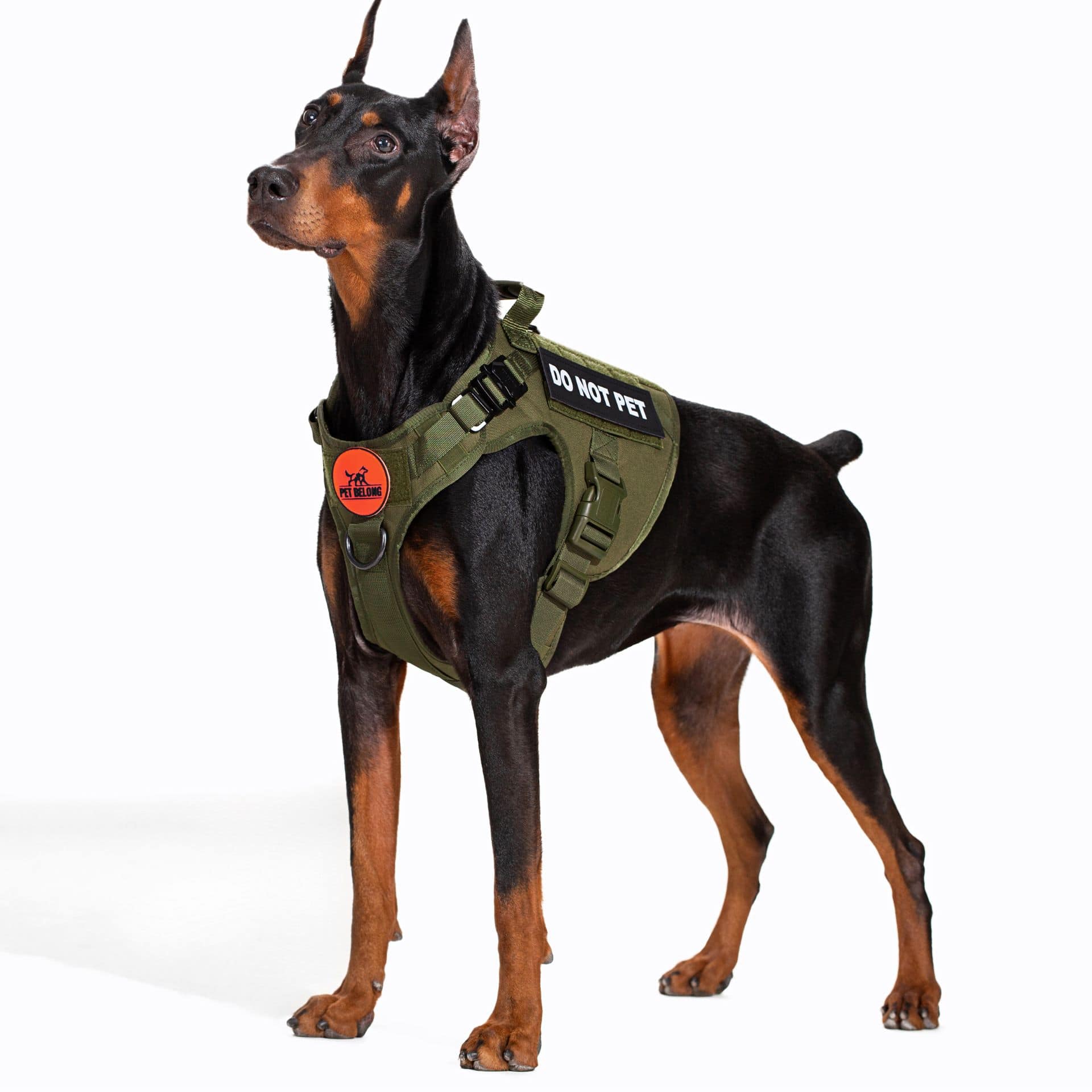 Dog_in_tactical_harness