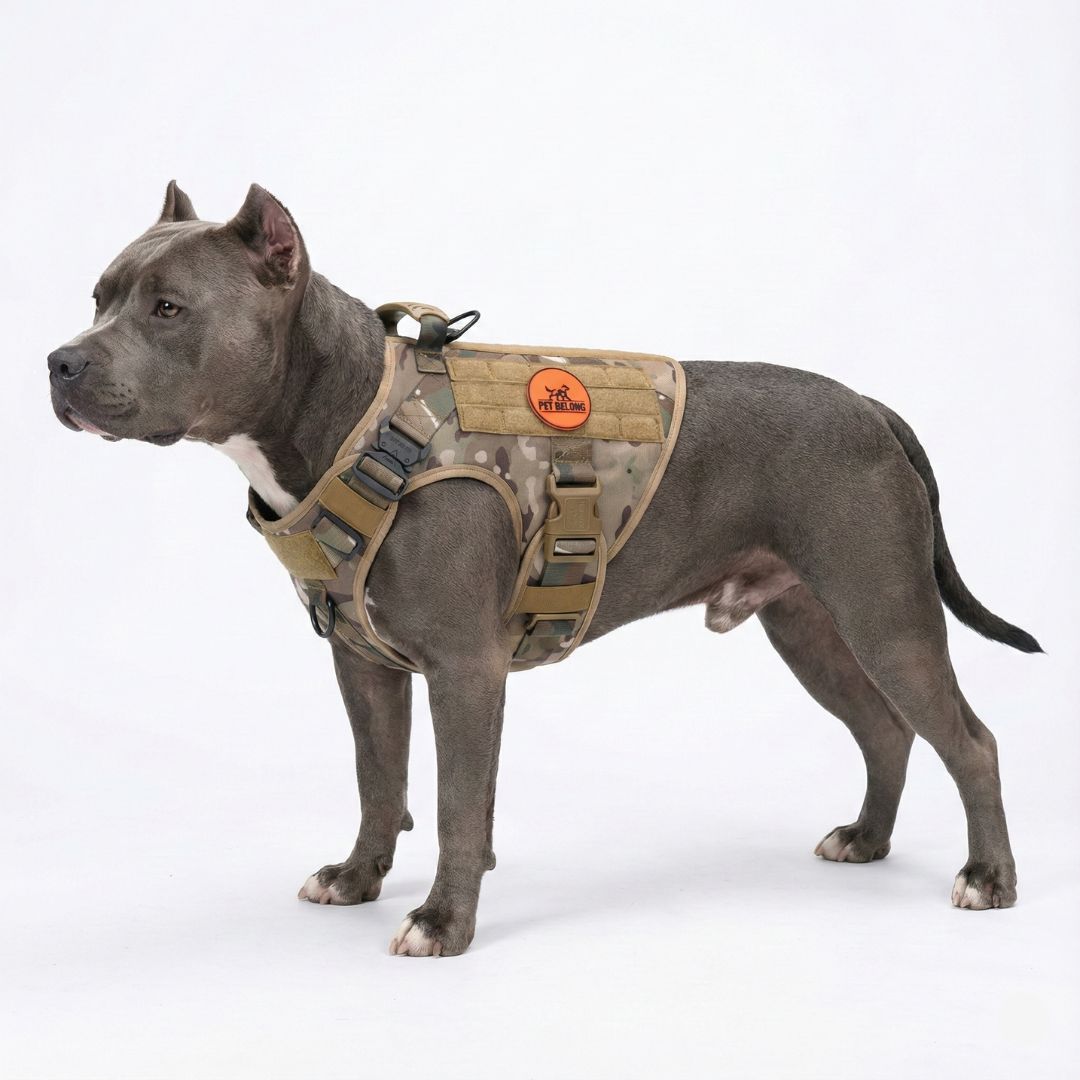 Dog wearing a petbelong  tactical harness on a white background