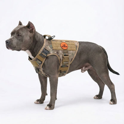Dog wearing a petbelong  tactical harness on a white background