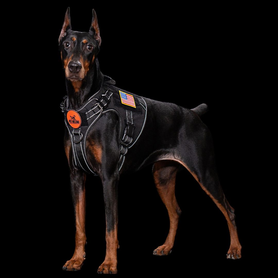 Dog wearing a petbelong  harness with patches on a black background